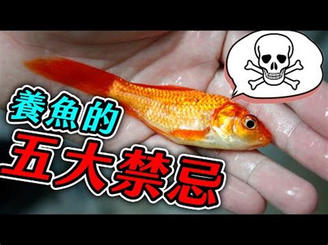 養水魚|養魚新手入門：12個教學讓你養魚一次上手（新手必讀）